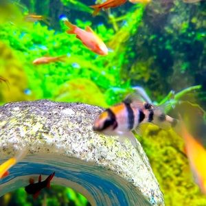 Meet your Posher, Kit kat